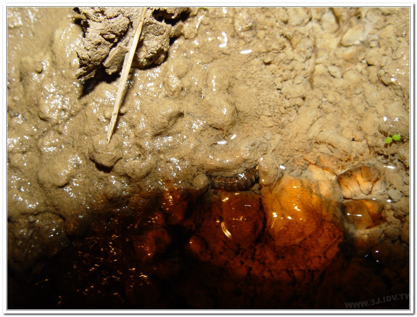 黃緣螢(Aquatica ficta )