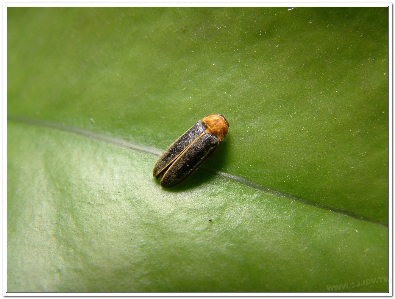 黃緣螢(Aquatica ficta )