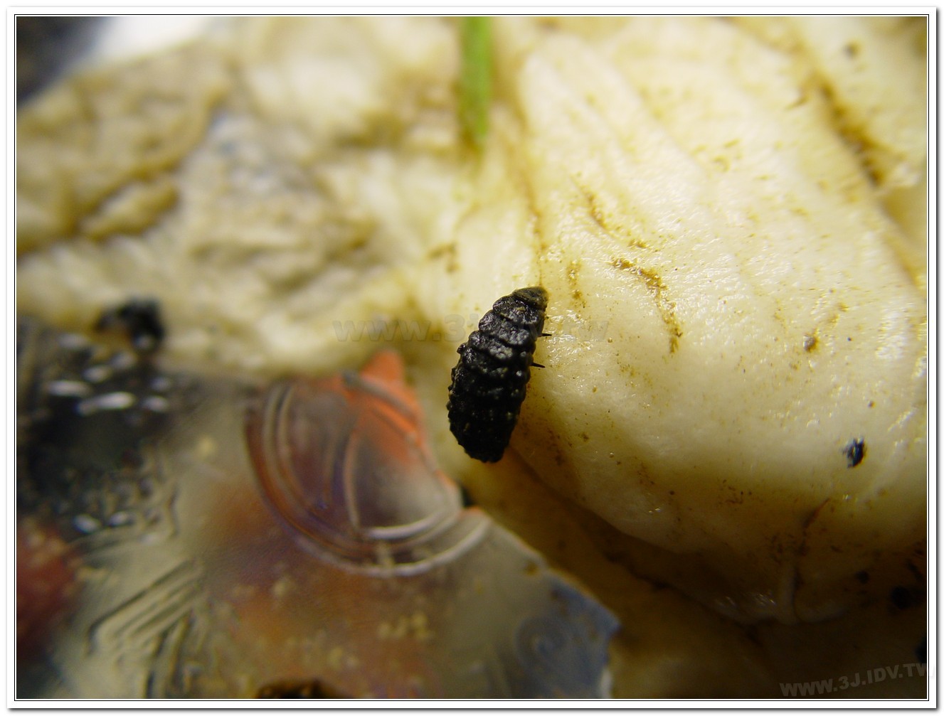 黃緣螢(Aquatica ficta )