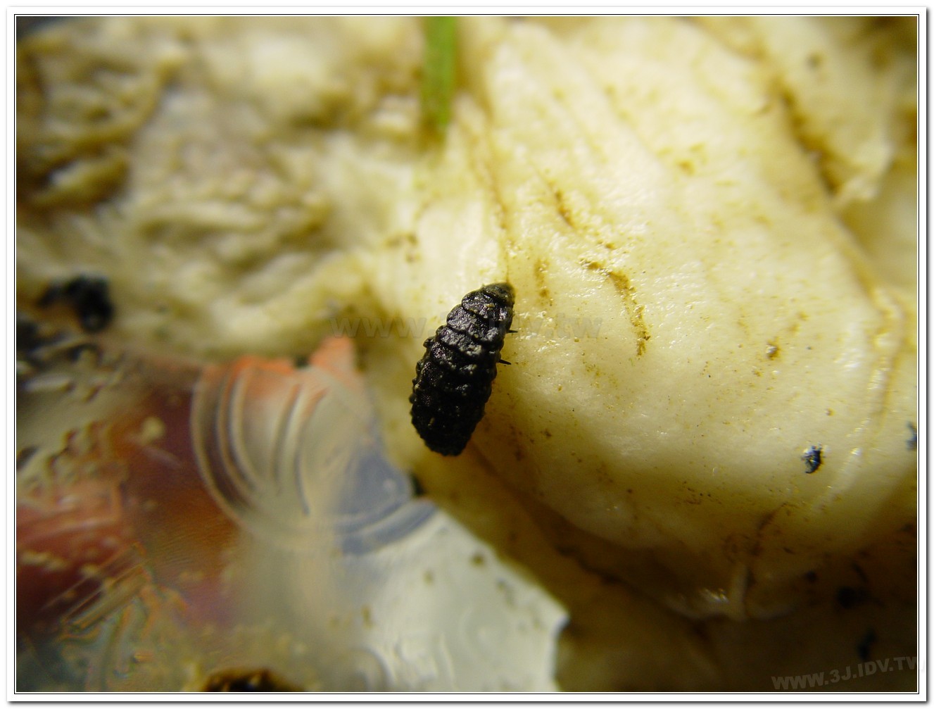 黃緣螢(Aquatica ficta )