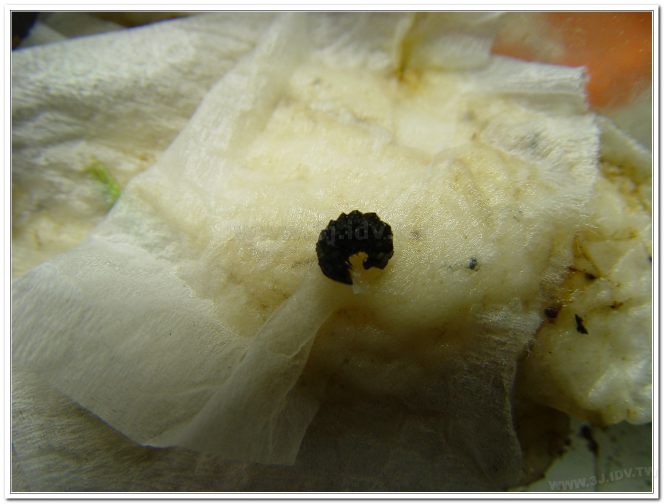 黃緣螢(Aquatica ficta )