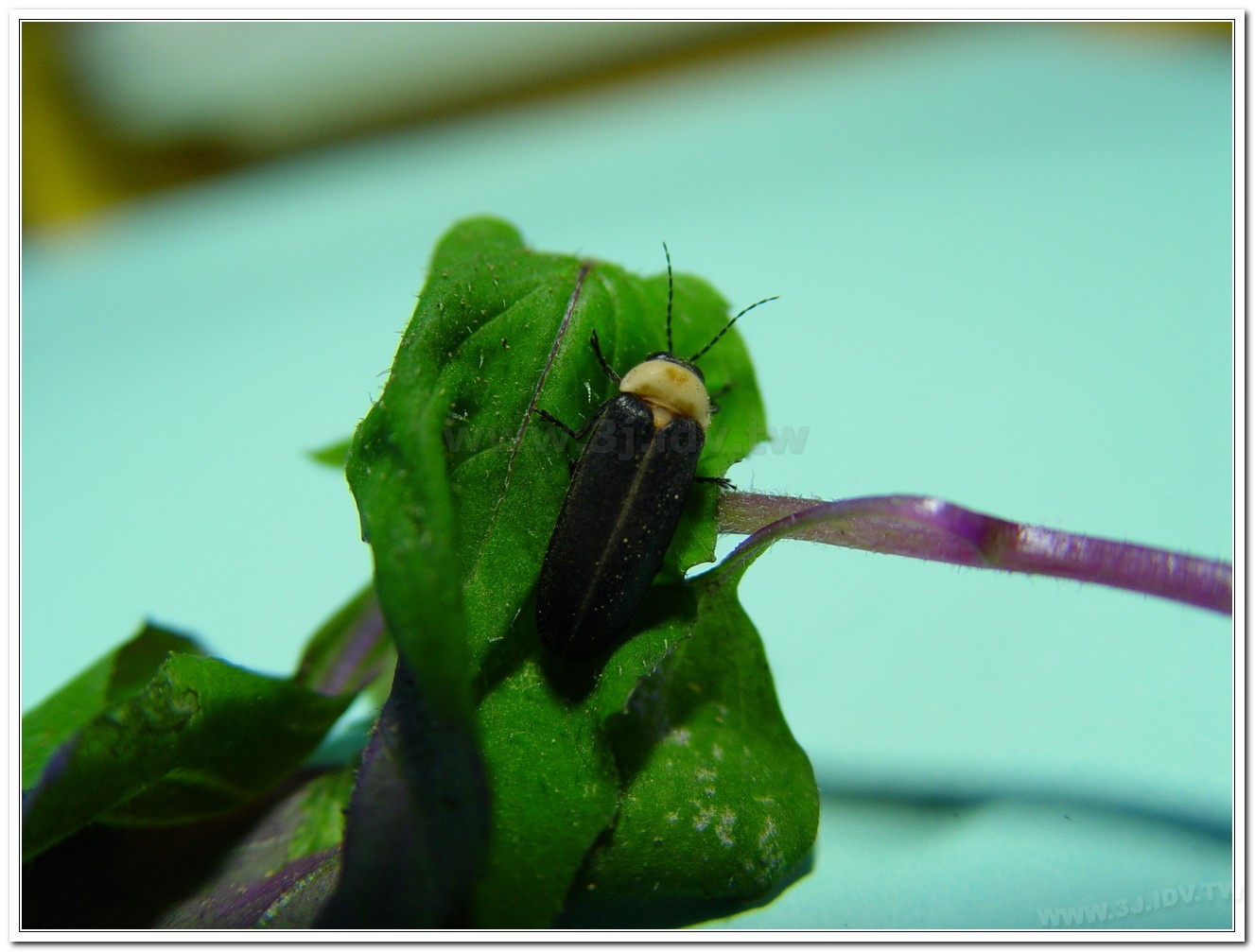 黃胸黑翅螢(Aquatica hydrophila)