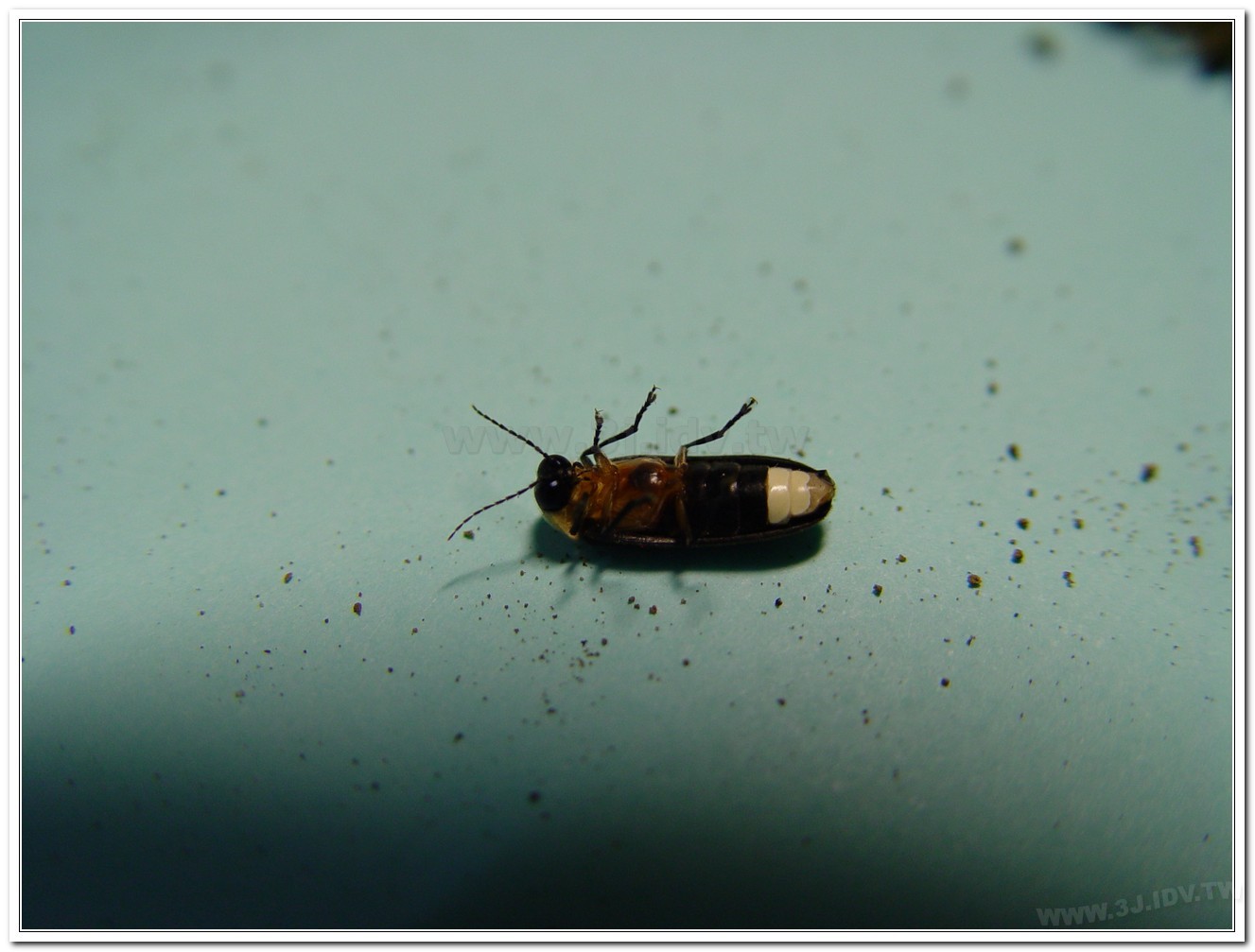 黃胸黑翅螢(Aquatica hydrophila)