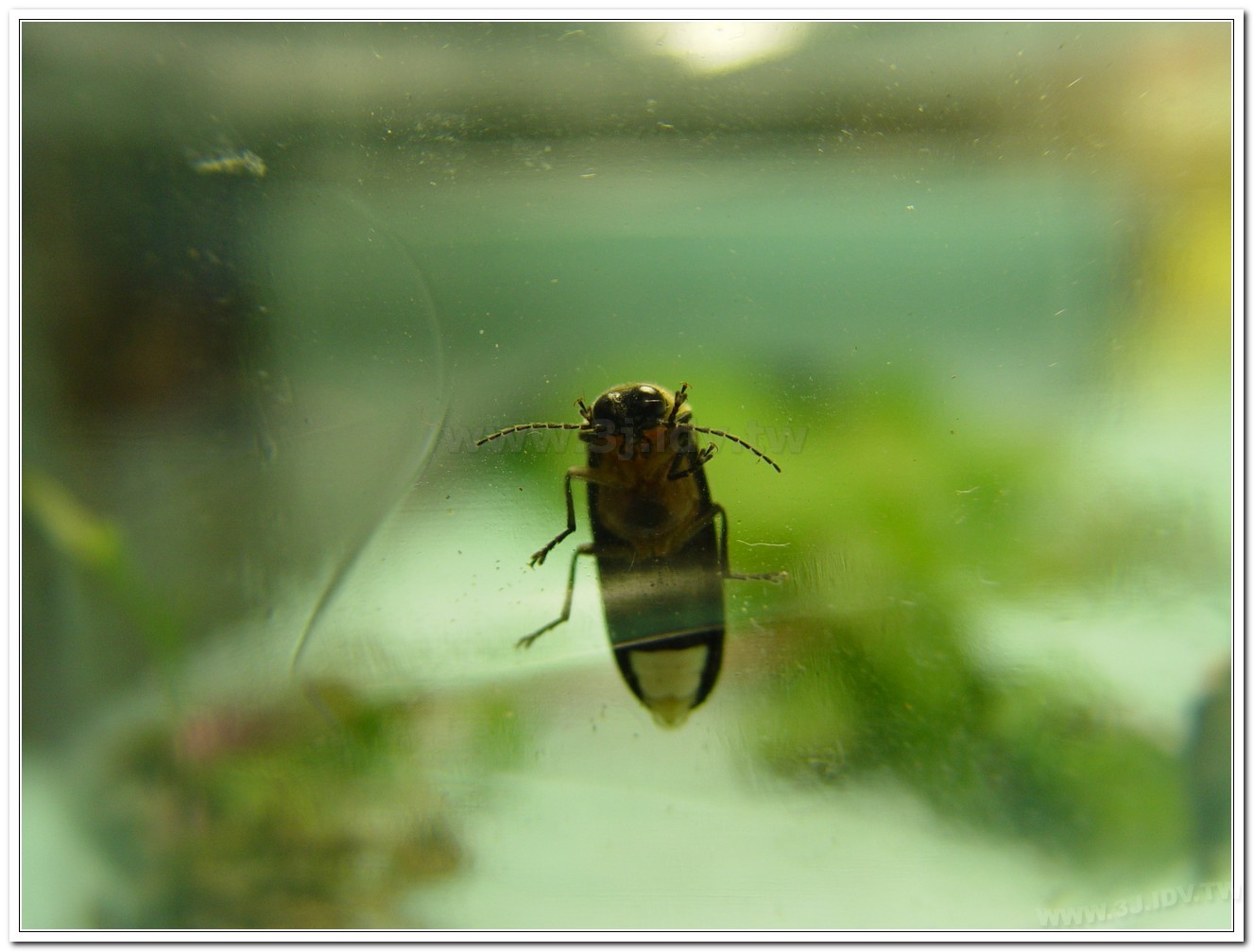 黃胸黑翅螢(Aquatica hydrophila)