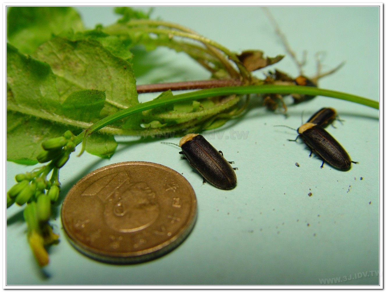 黃胸黑翅螢(Aquatica hydrophila)