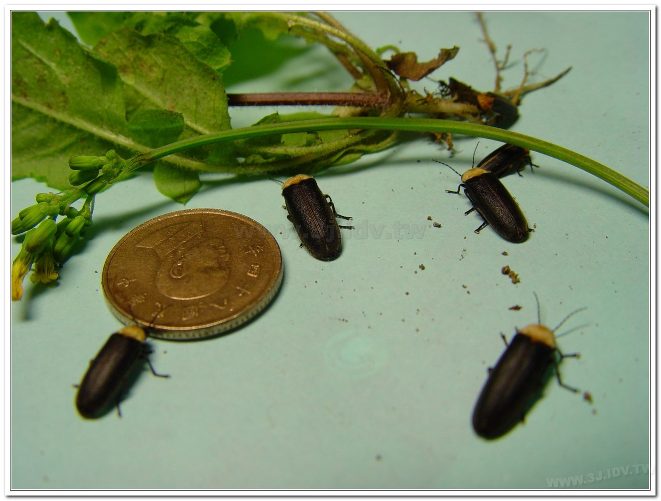 黃胸黑翅螢(Aquatica hydrophila)