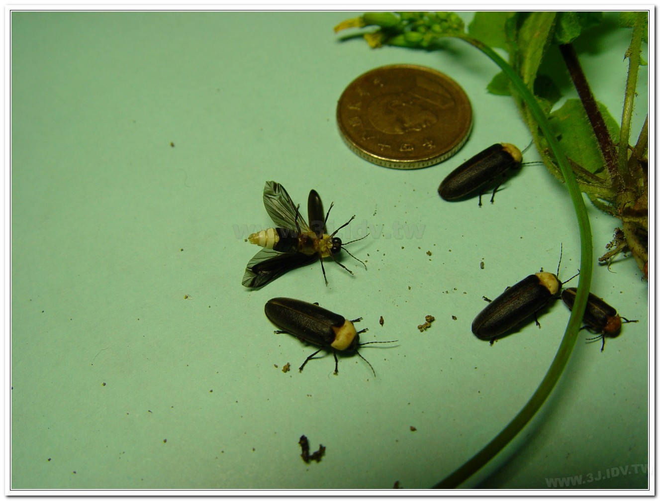 黃胸黑翅螢(Aquatica hydrophila)