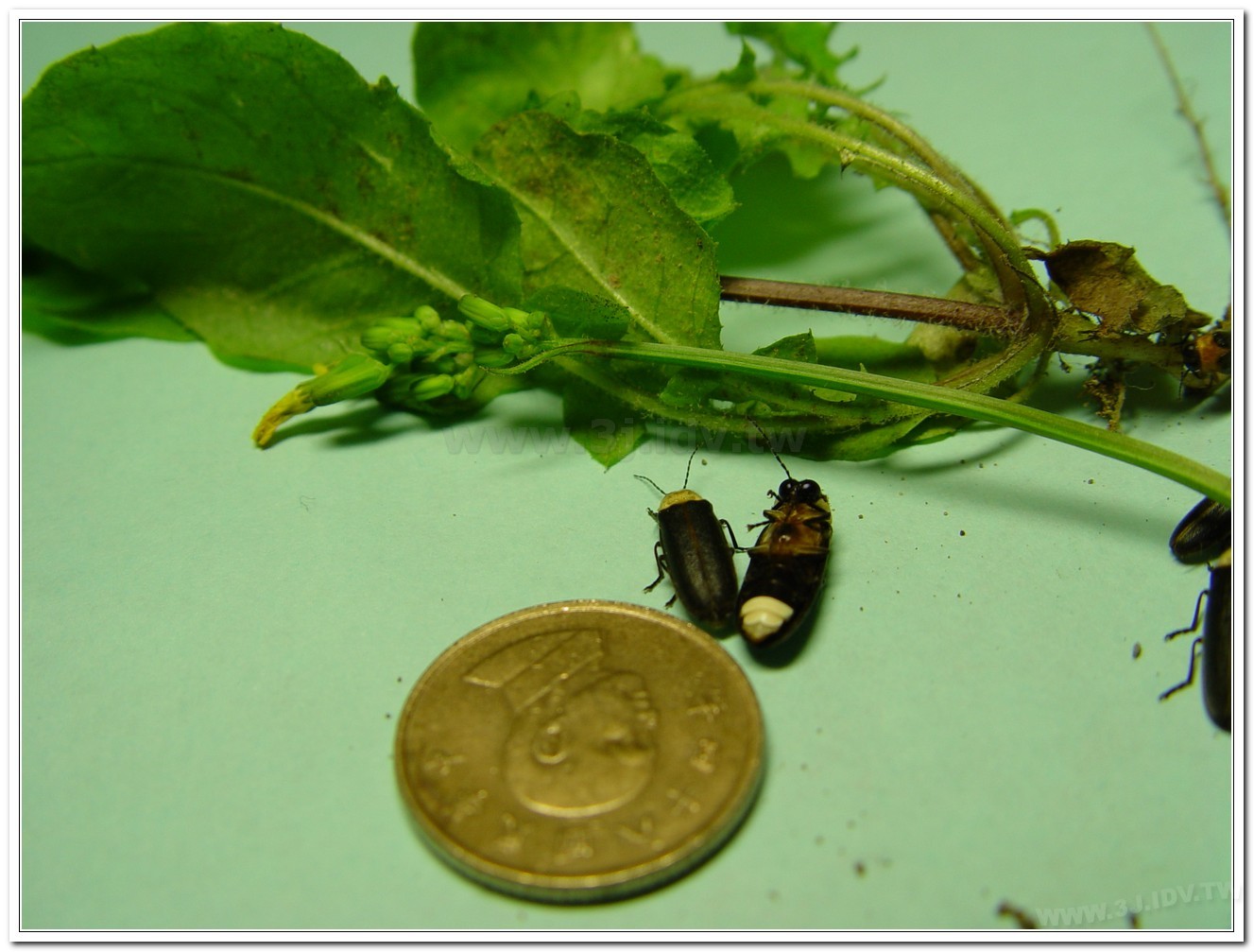 黃胸黑翅螢(Aquatica hydrophila)