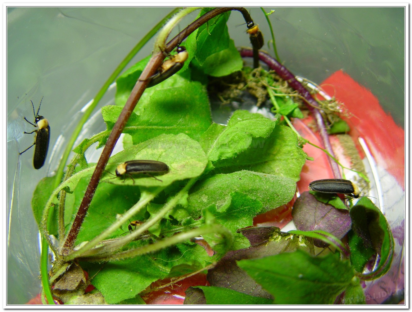 黃胸黑翅螢(Aquatica hydrophila)