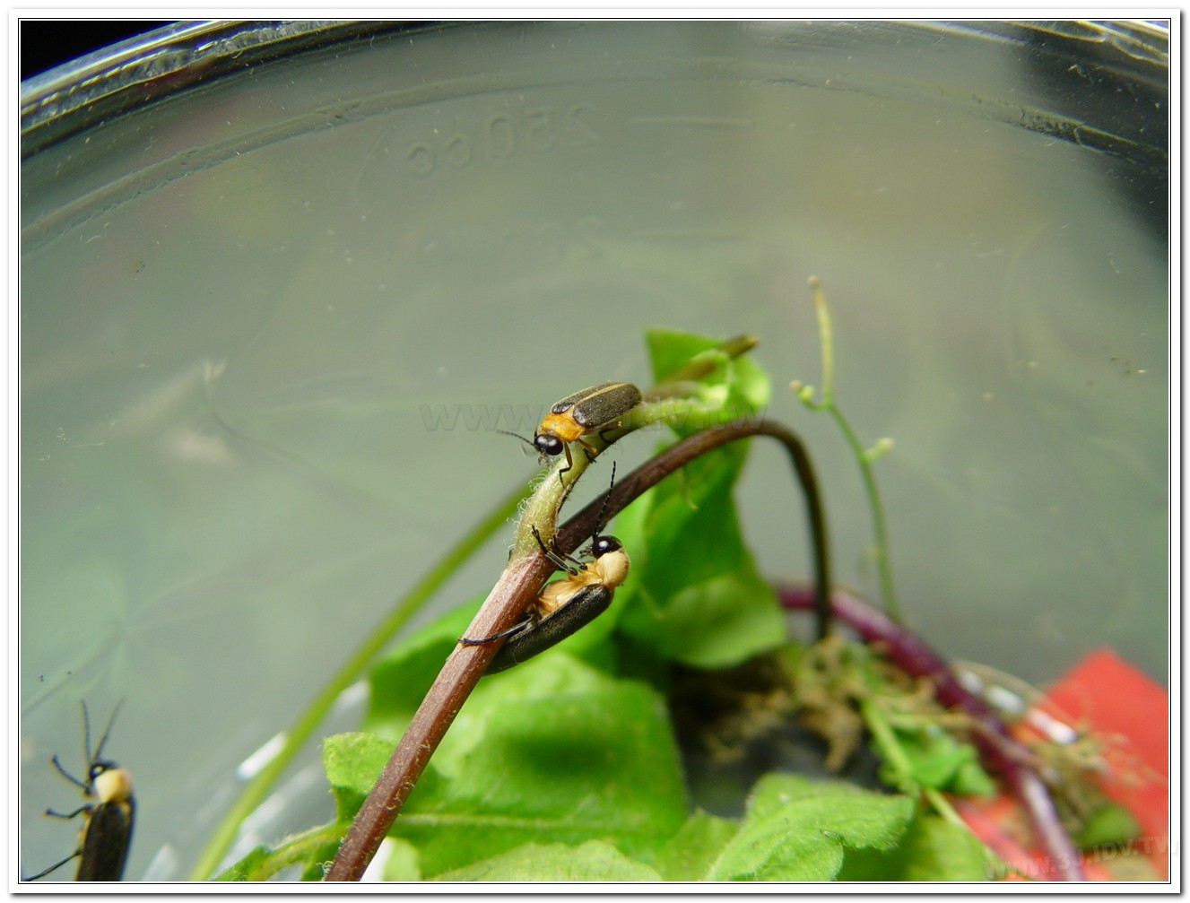 黃胸黑翅螢(Aquatica hydrophila)