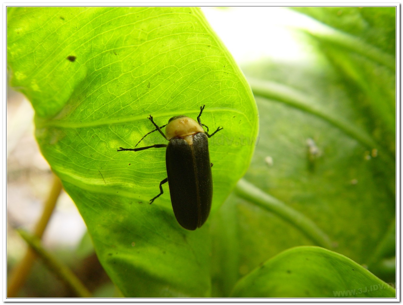 黃胸黑翅螢(Aquatica hydrophila)