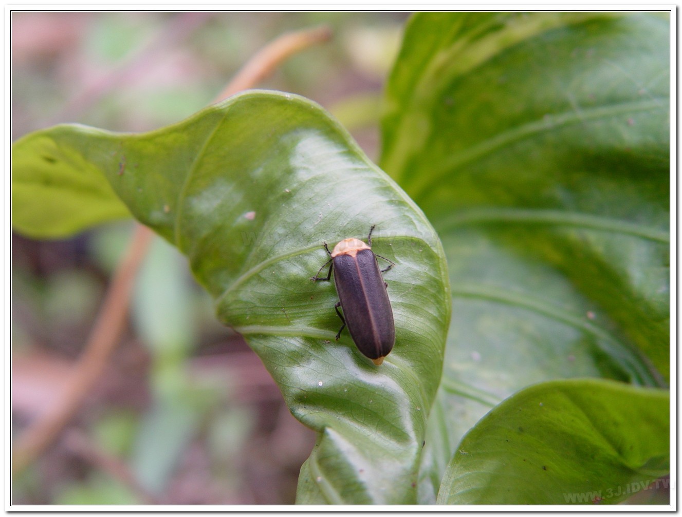 黃胸黑翅螢(Aquatica hydrophila)
