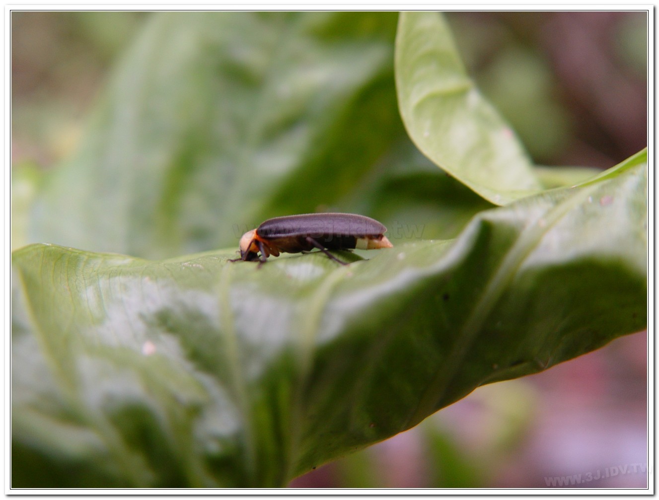 黃胸黑翅螢(Aquatica hydrophila)