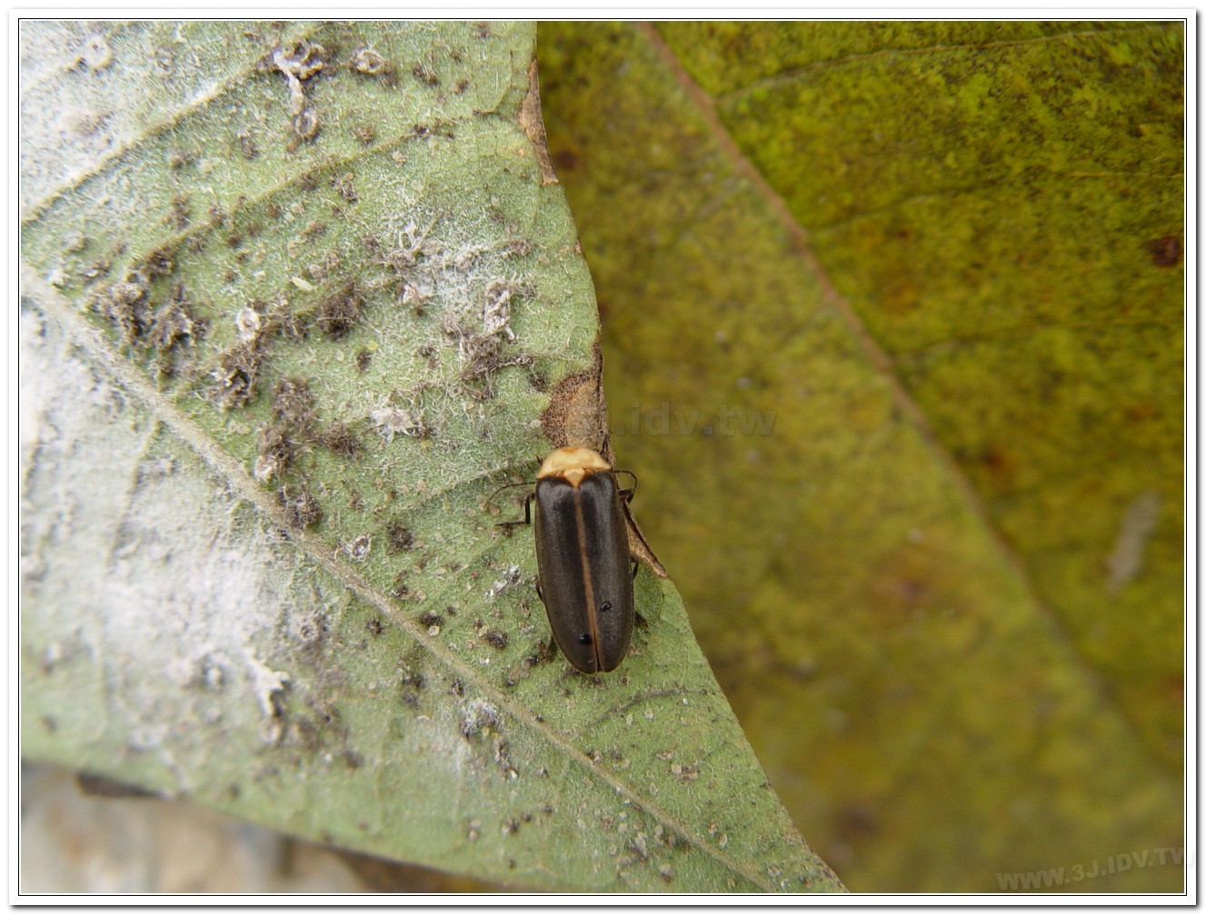 黃胸黑翅螢(Aquatica hydrophila)