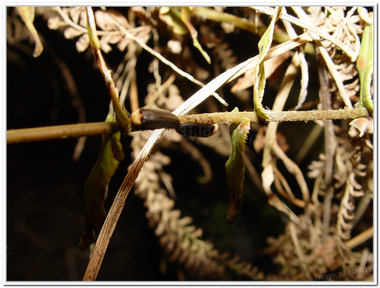 黃胸黑翅螢(Aquatica hydrophila)