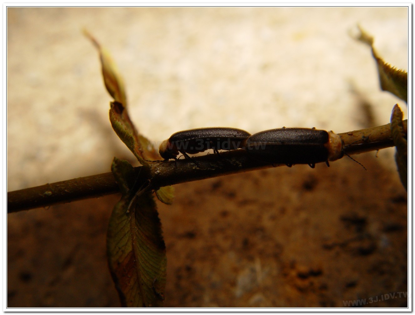 黃胸黑翅螢(Aquatica hydrophila)