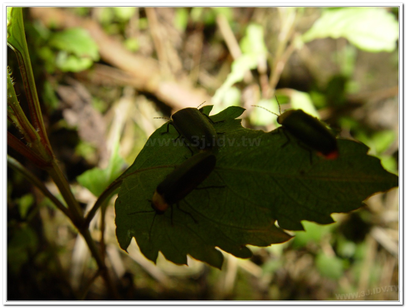 黃胸黑翅螢(Aquatica hydrophila)