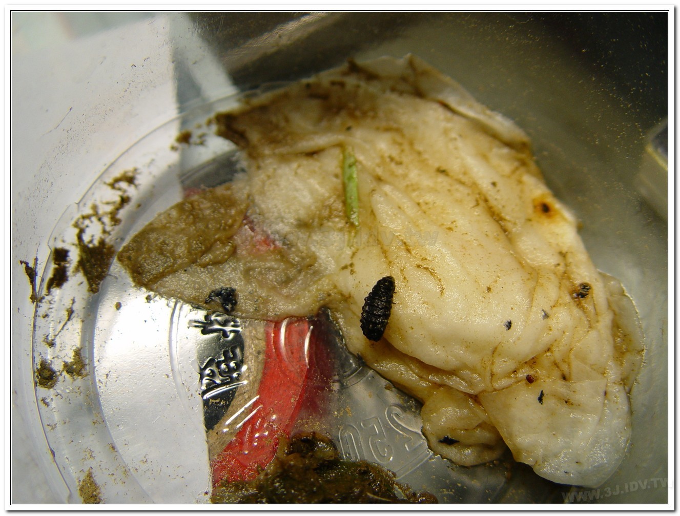 黃胸黑翅螢(Aquatica hydrophila)