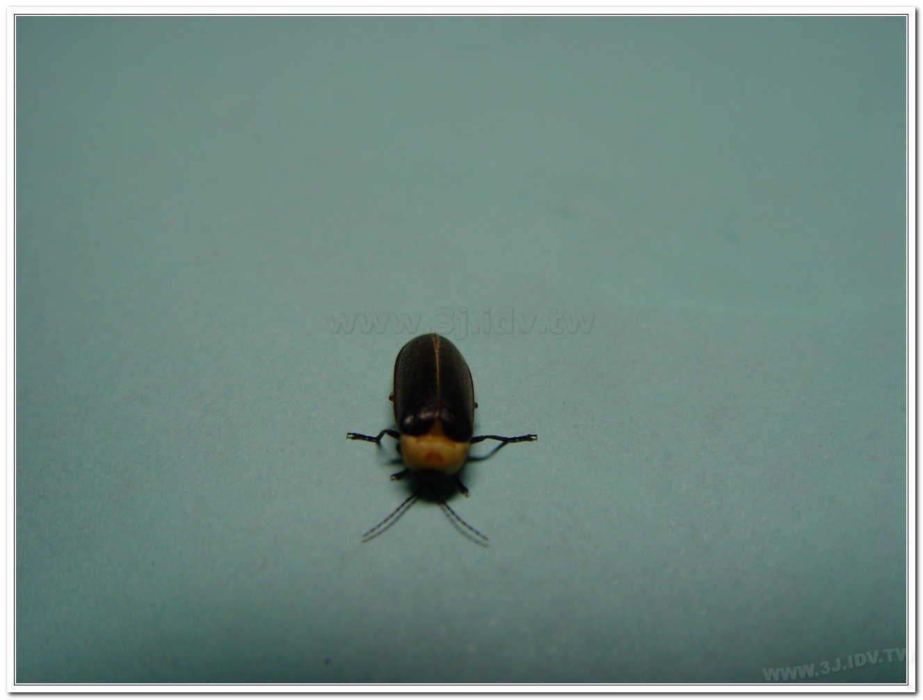 黃胸黑翅螢(Aquatica hydrophila)