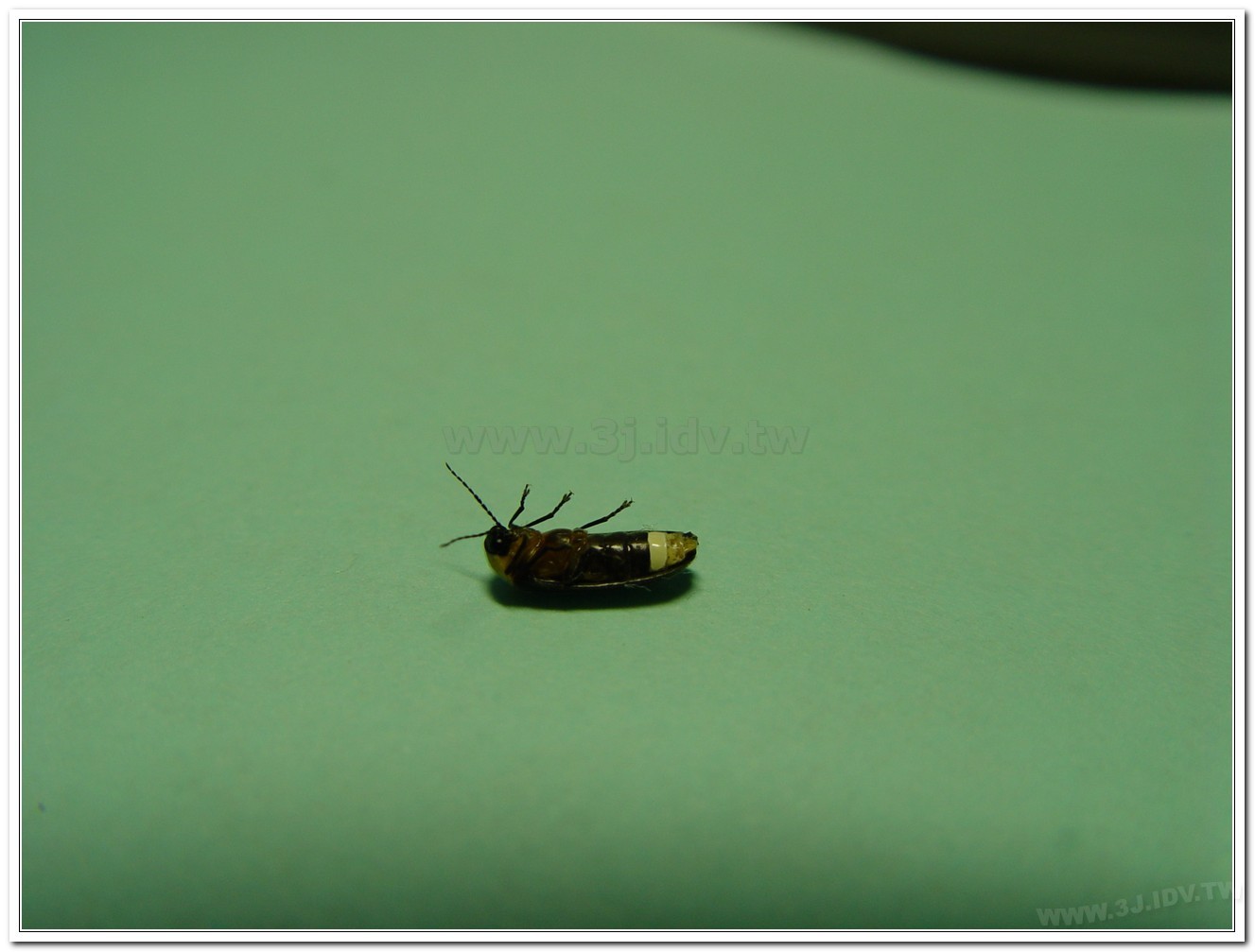 黃胸黑翅螢(Aquatica hydrophila)