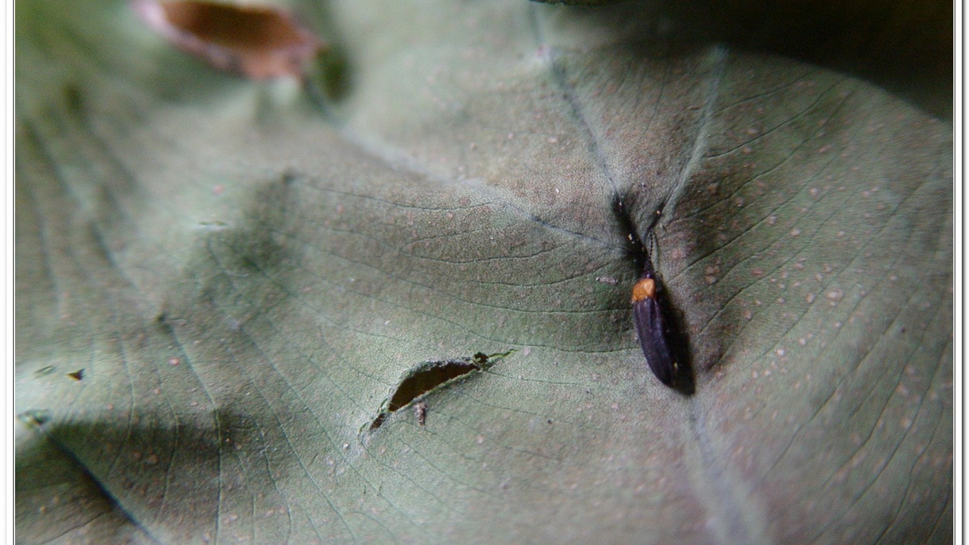 姬脈翅螢(Curtos impolita )