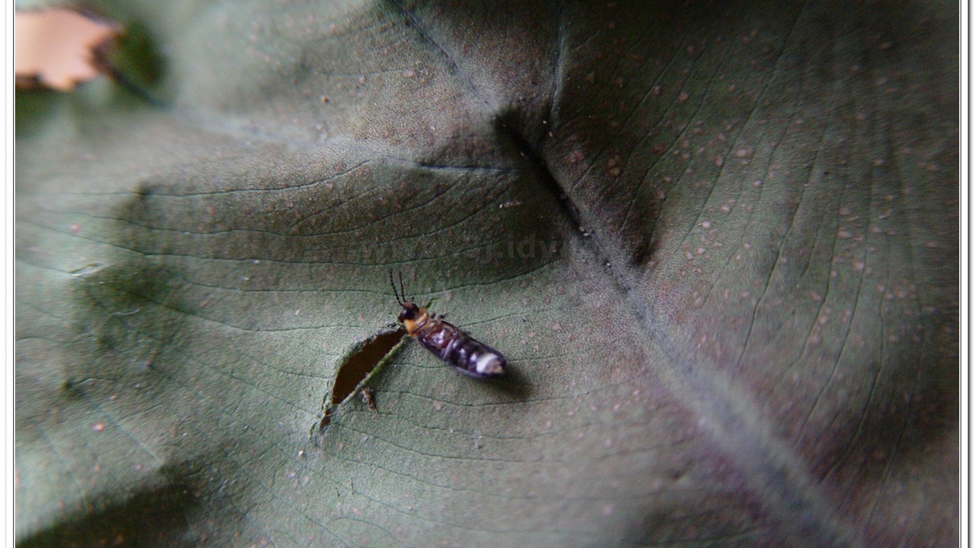 姬脈翅螢(Curtos impolita )