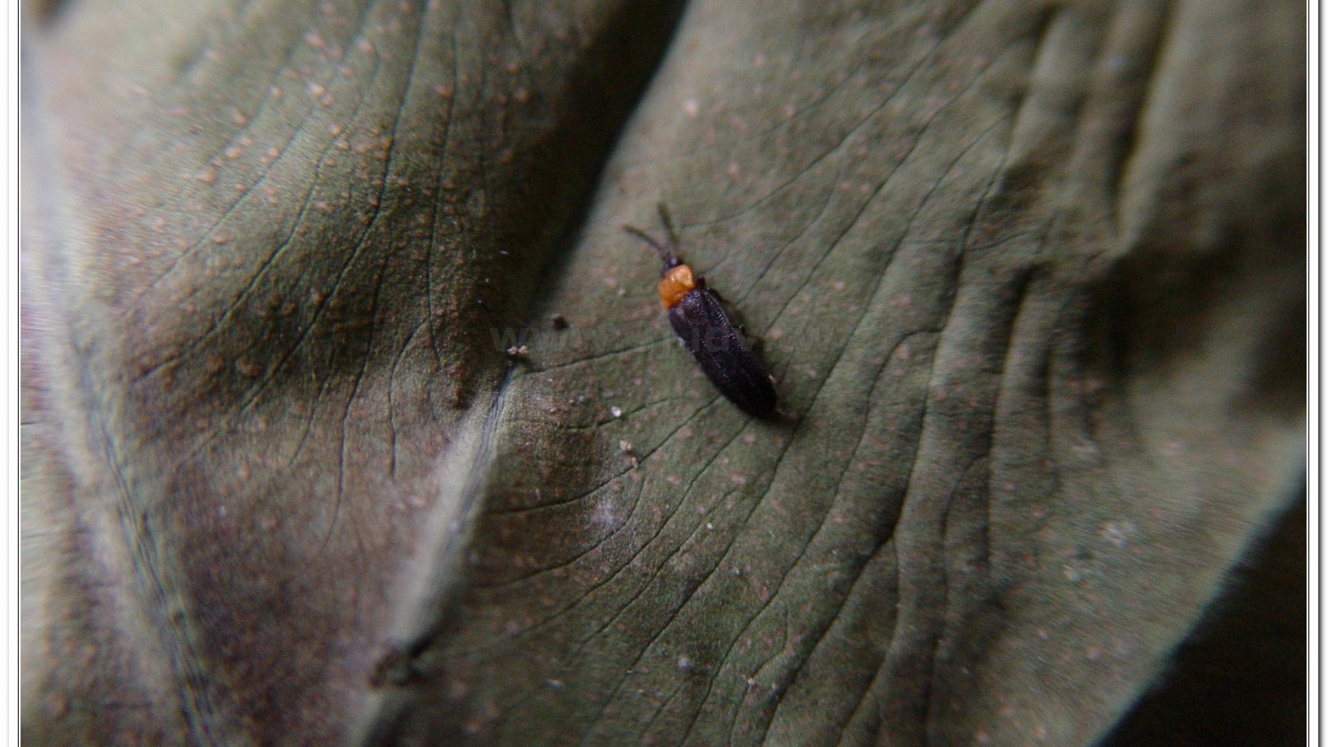 姬脈翅螢(Curtos impolita )