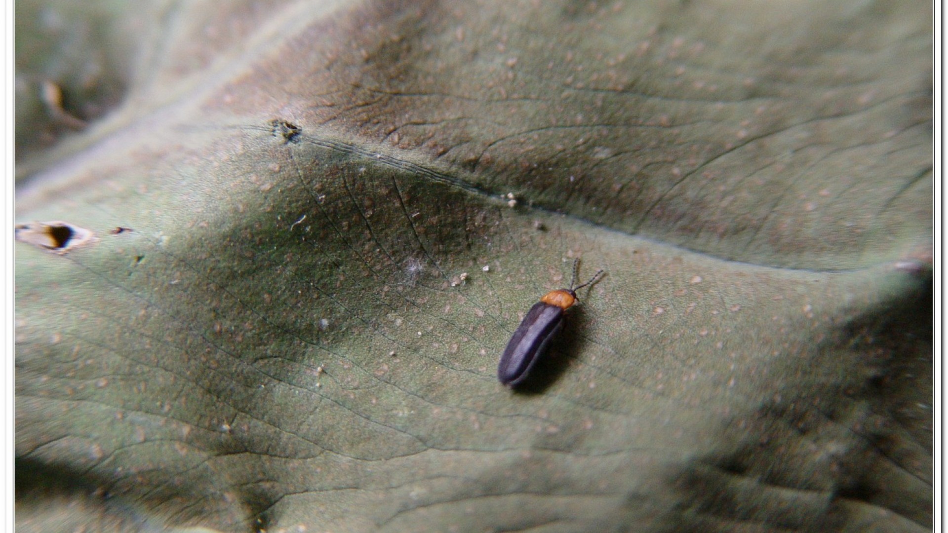 姬脈翅螢(Curtos impolita )