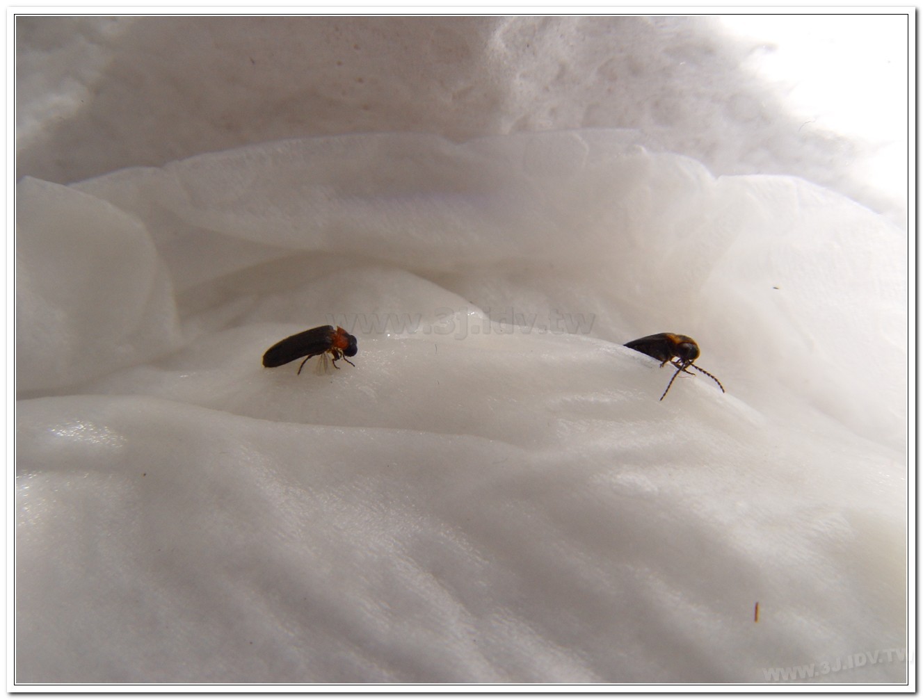 梭德氏脈翅螢(Curtos sauteri)