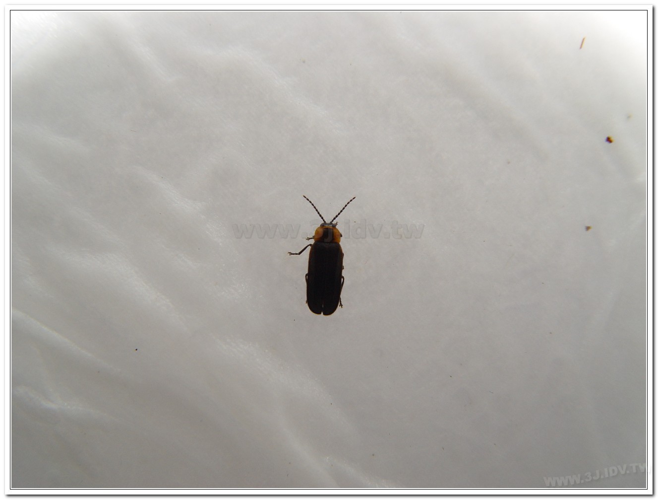 梭德氏脈翅螢(Curtos sauteri)