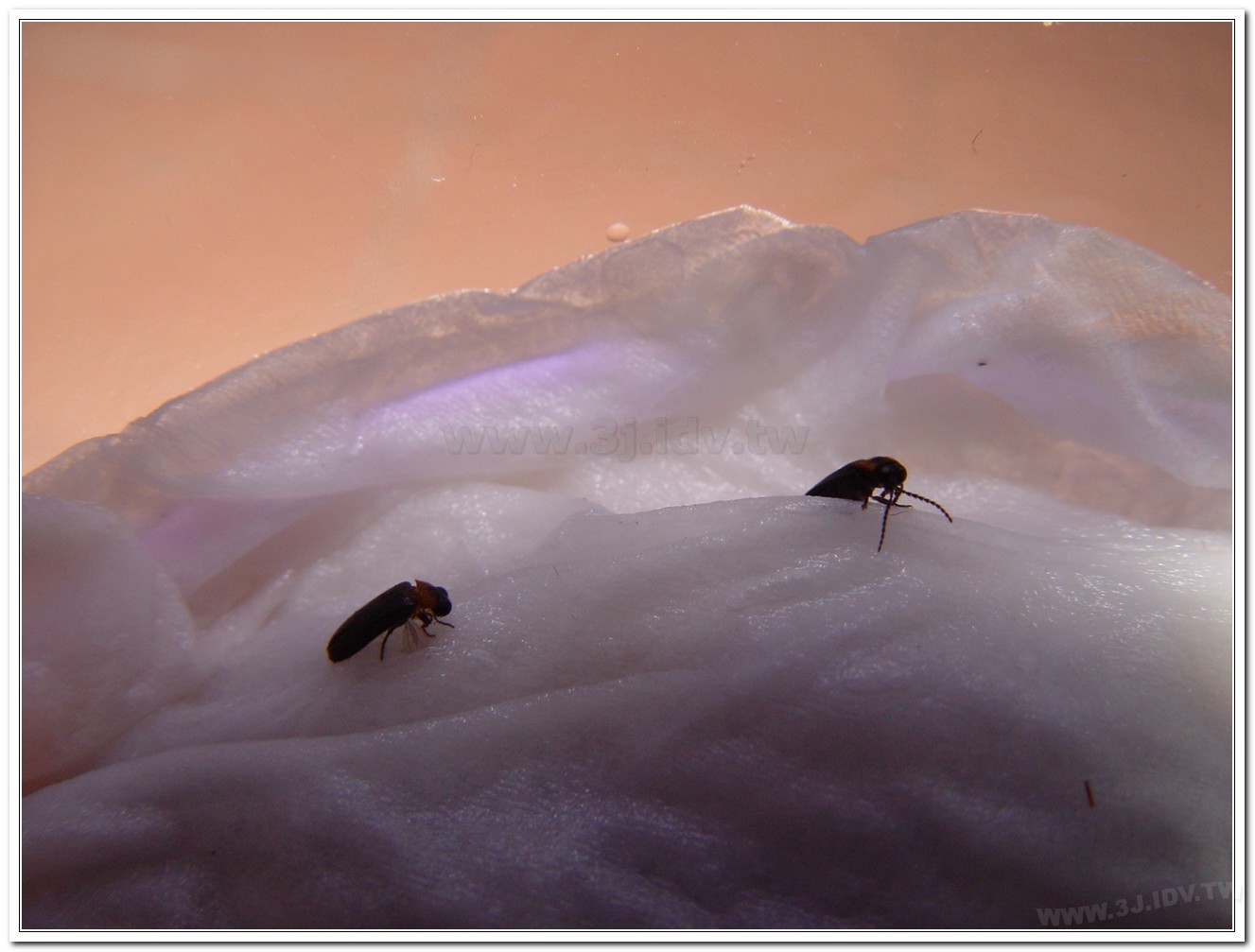 梭德氏脈翅螢(Curtos sauteri)