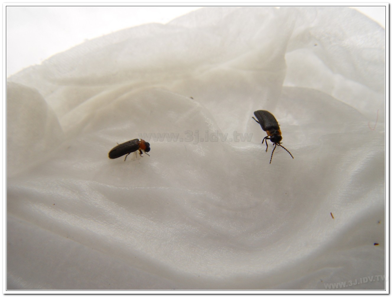 梭德氏脈翅螢(Curtos sauteri)