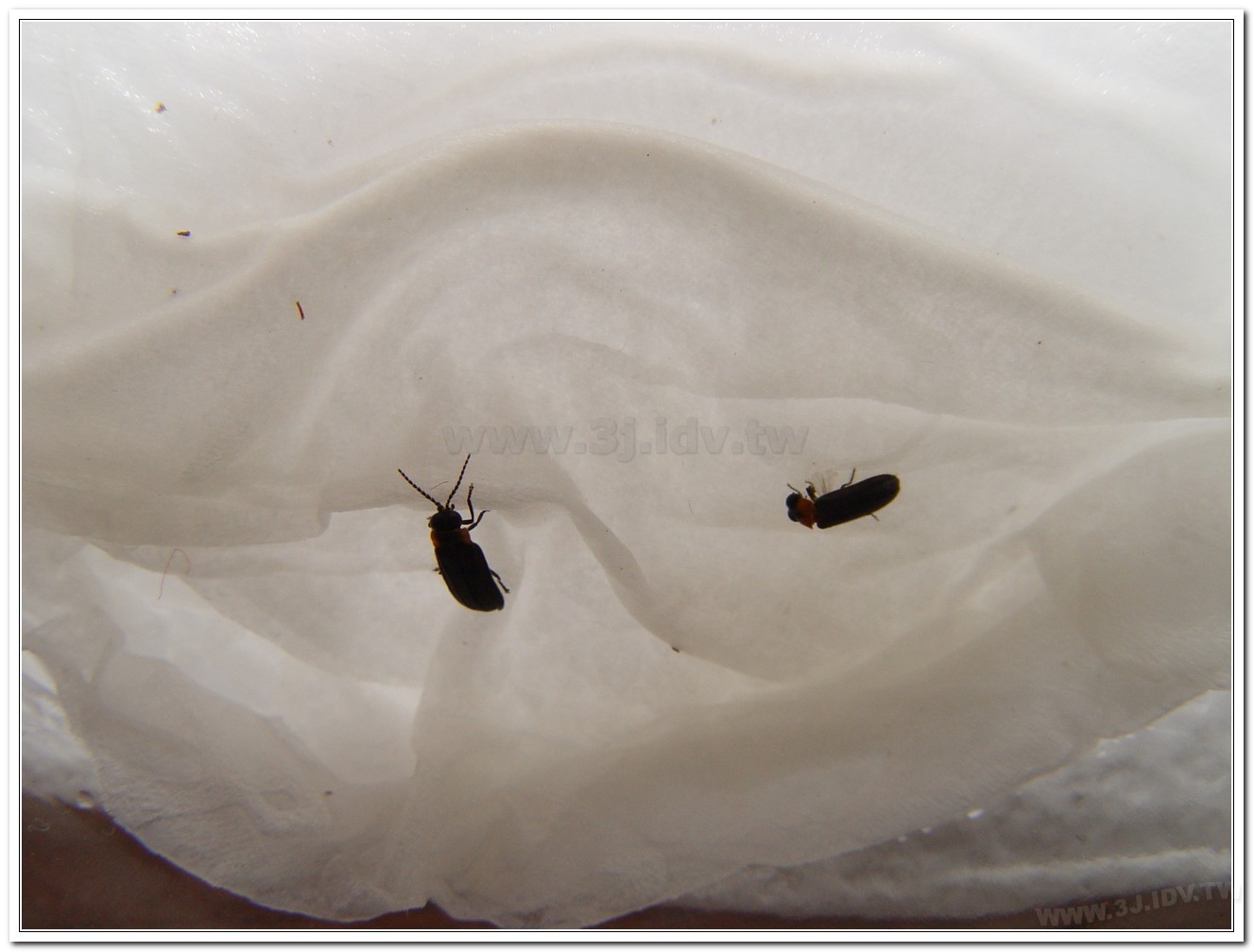 梭德氏脈翅螢(Curtos sauteri)