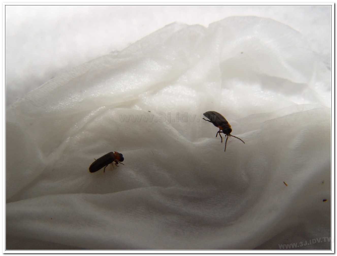 梭德氏脈翅螢(Curtos sauteri)