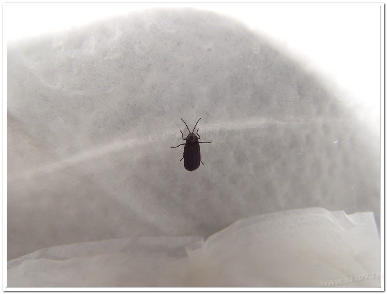 梭德氏脈翅螢(Curtos sauteri)