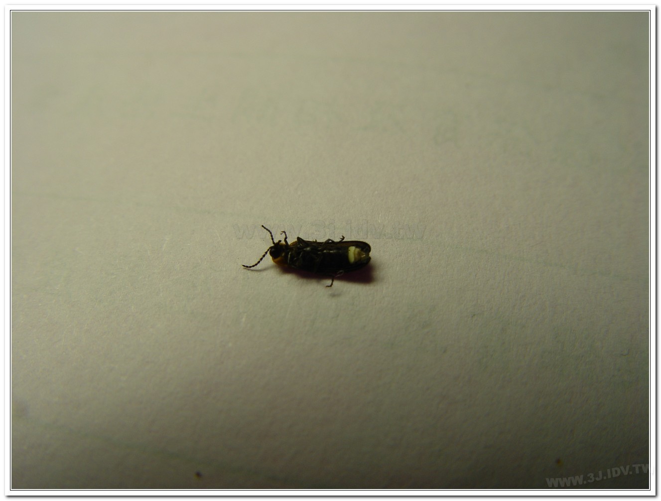 梭德氏脈翅螢(Curtos sauteri)