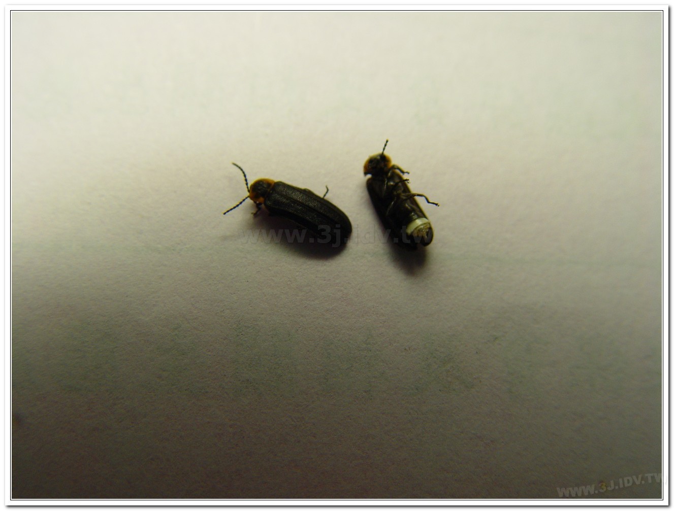 梭德氏脈翅螢(Curtos sauteri)