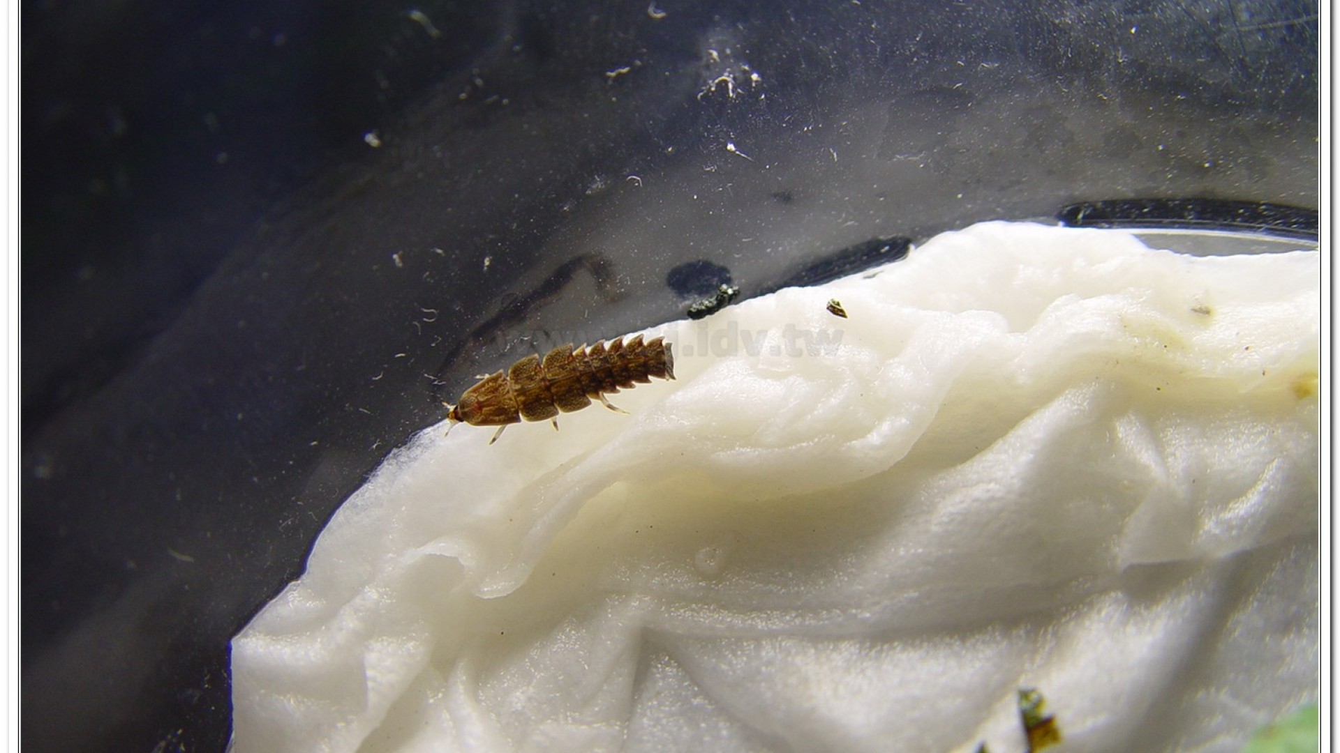 蓬萊短角窗螢( Diaphanes formosus Olivier)