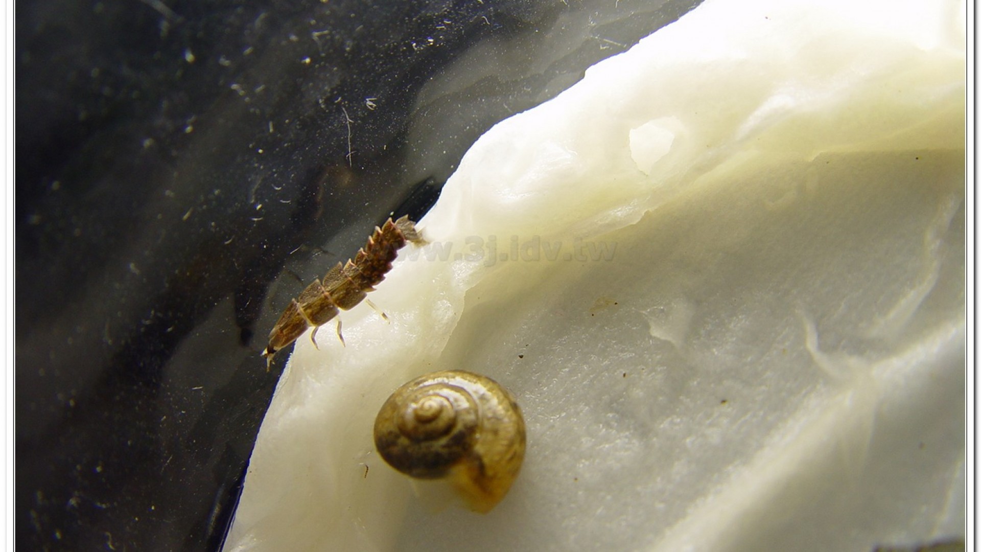 蓬萊短角窗螢( Diaphanes formosus Olivier)