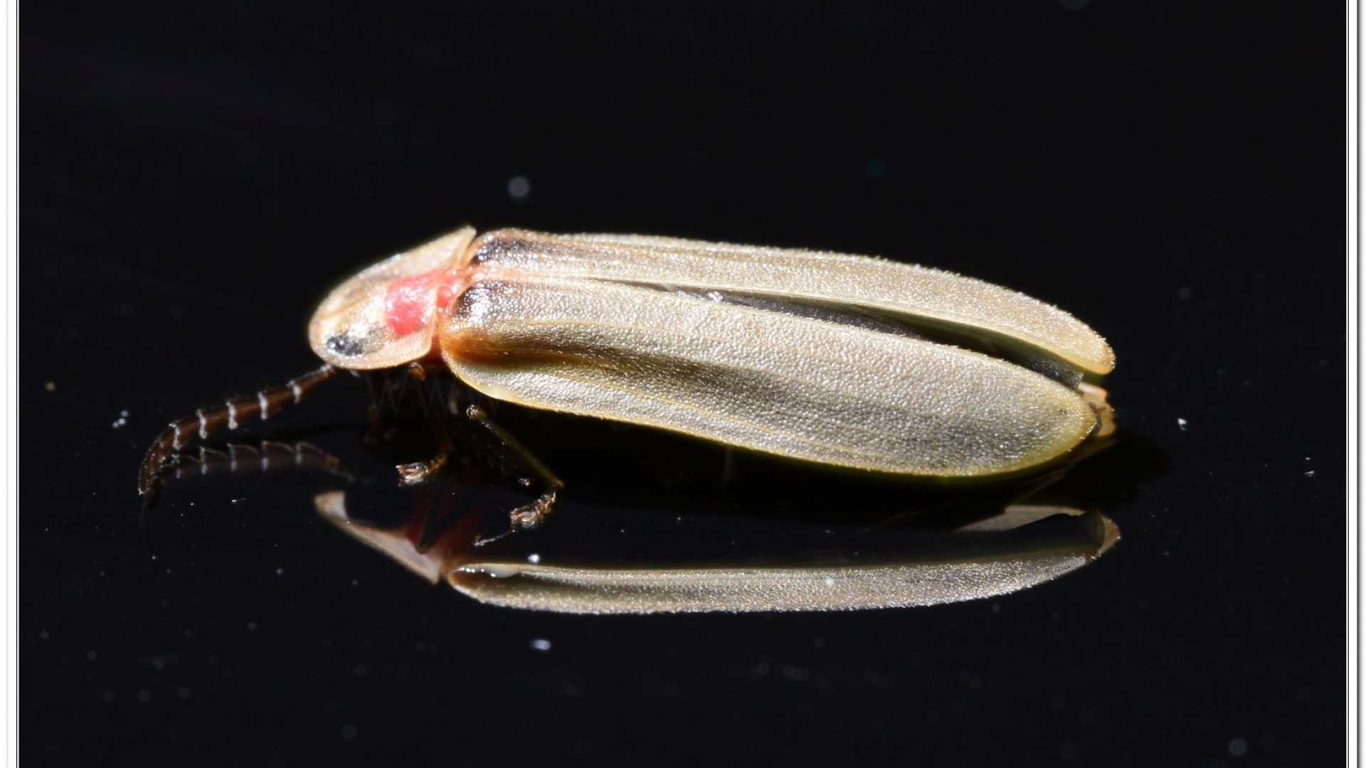 鋸角雪螢(Diaphanes lampyroides Olivier 1891)