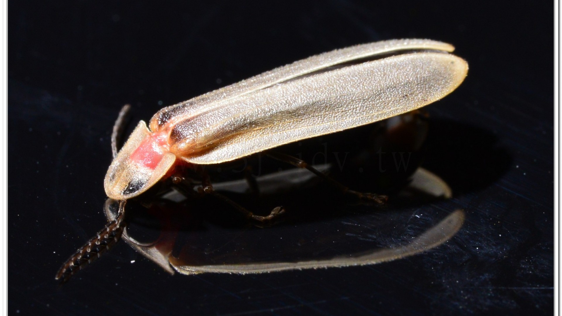 鋸角雪螢(Diaphanes lampyroides Olivier 1891)