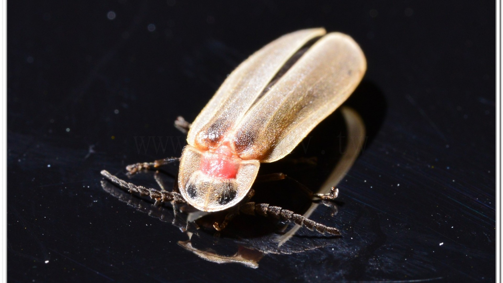 鋸角雪螢(Diaphanes lampyroides Olivier 1891)