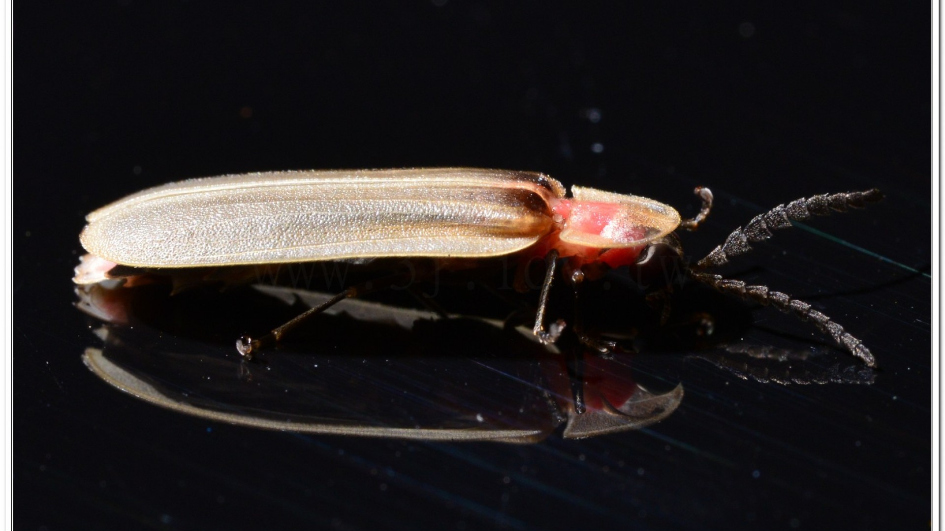 鋸角雪螢(Diaphanes lampyroides Olivier 1891)