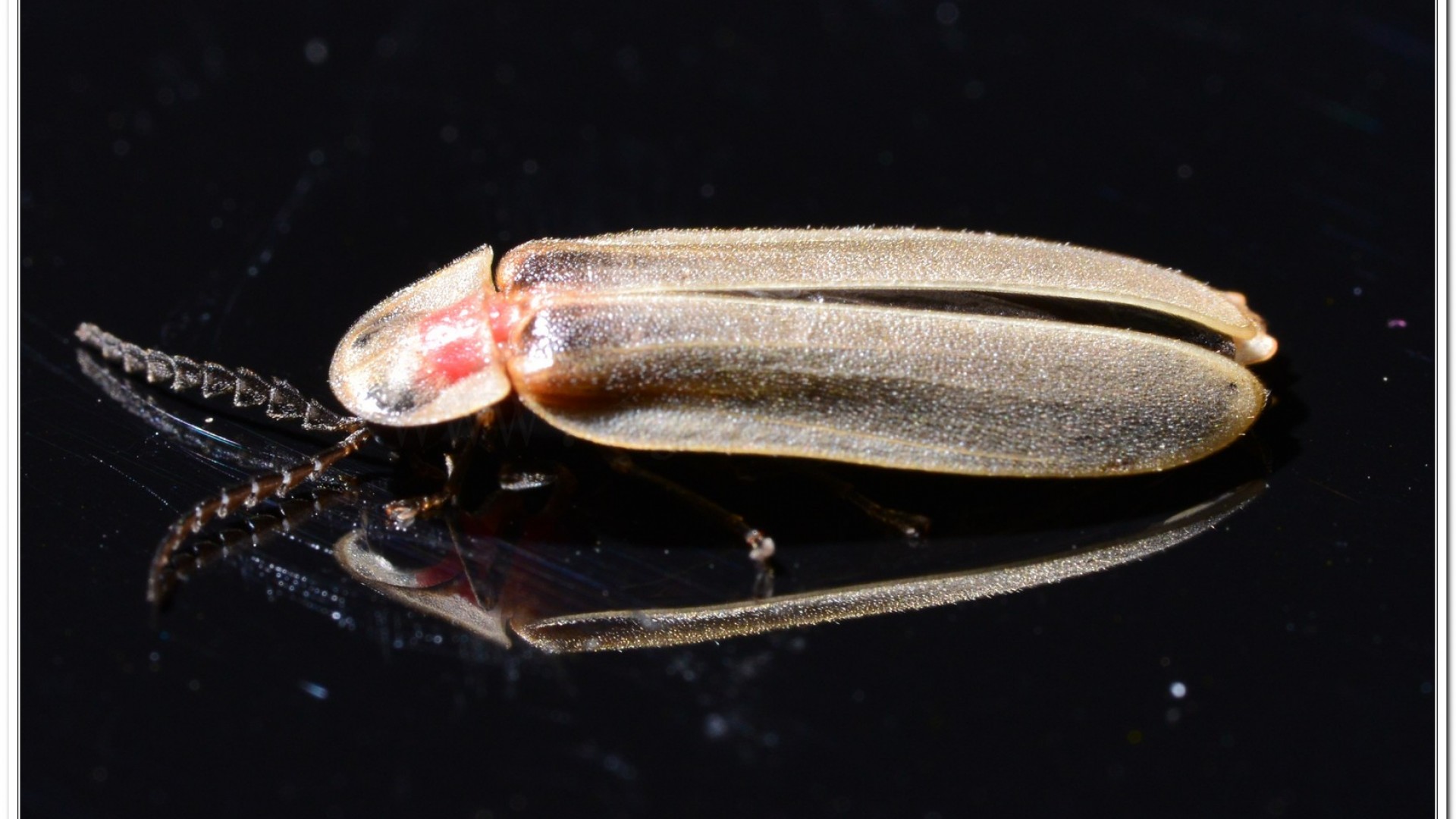 鋸角雪螢(Diaphanes lampyroides Olivier 1891)