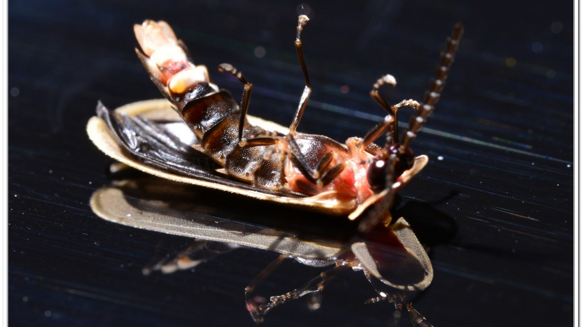 鋸角雪螢(Diaphanes lampyroides Olivier 1891)