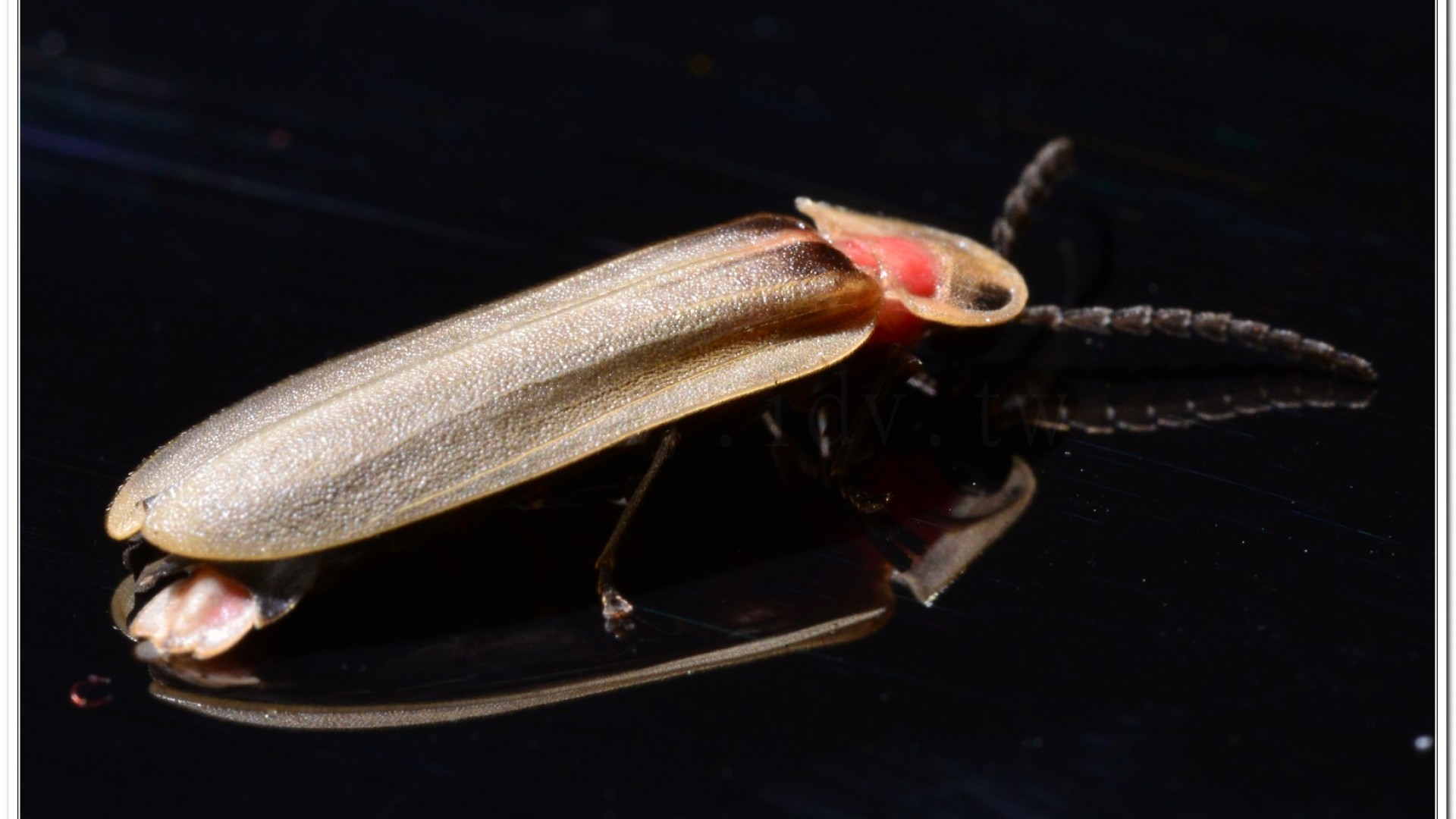 鋸角雪螢(Diaphanes lampyroides Olivier 1891)