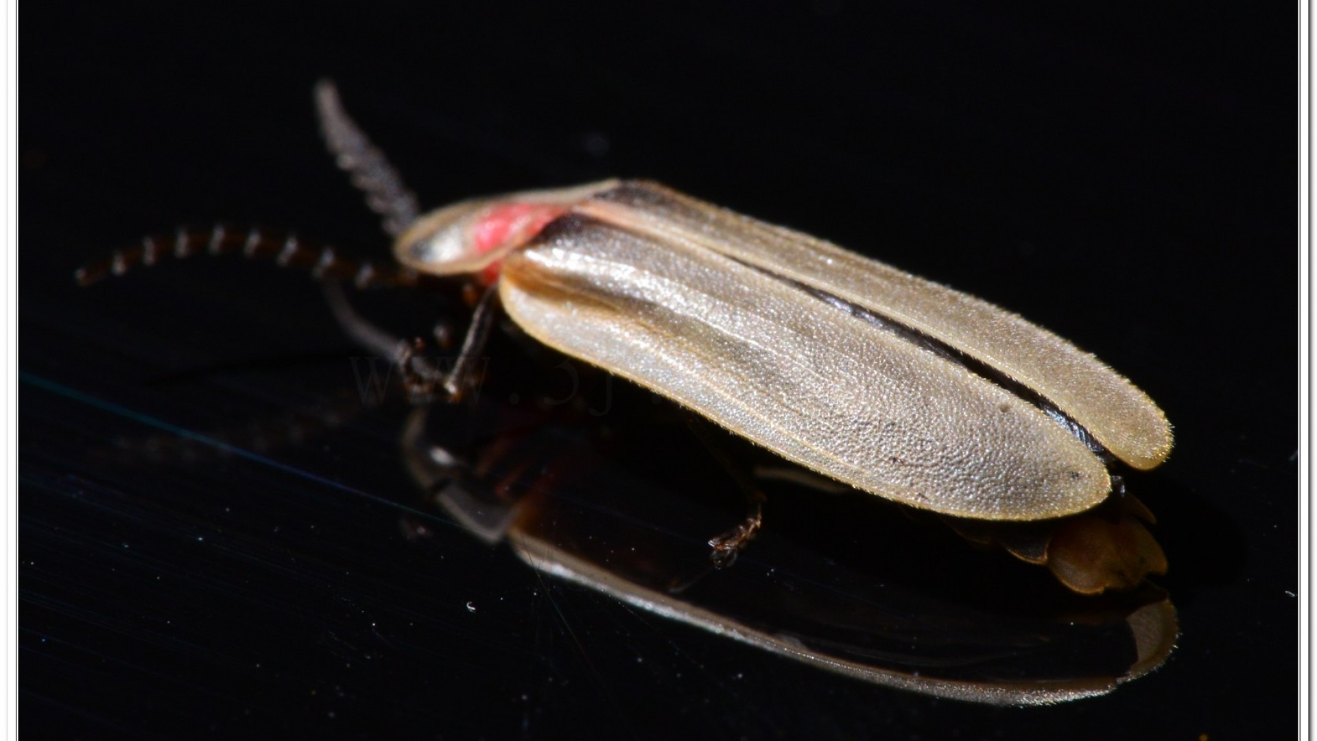 鋸角雪螢(Diaphanes lampyroides Olivier 1891)