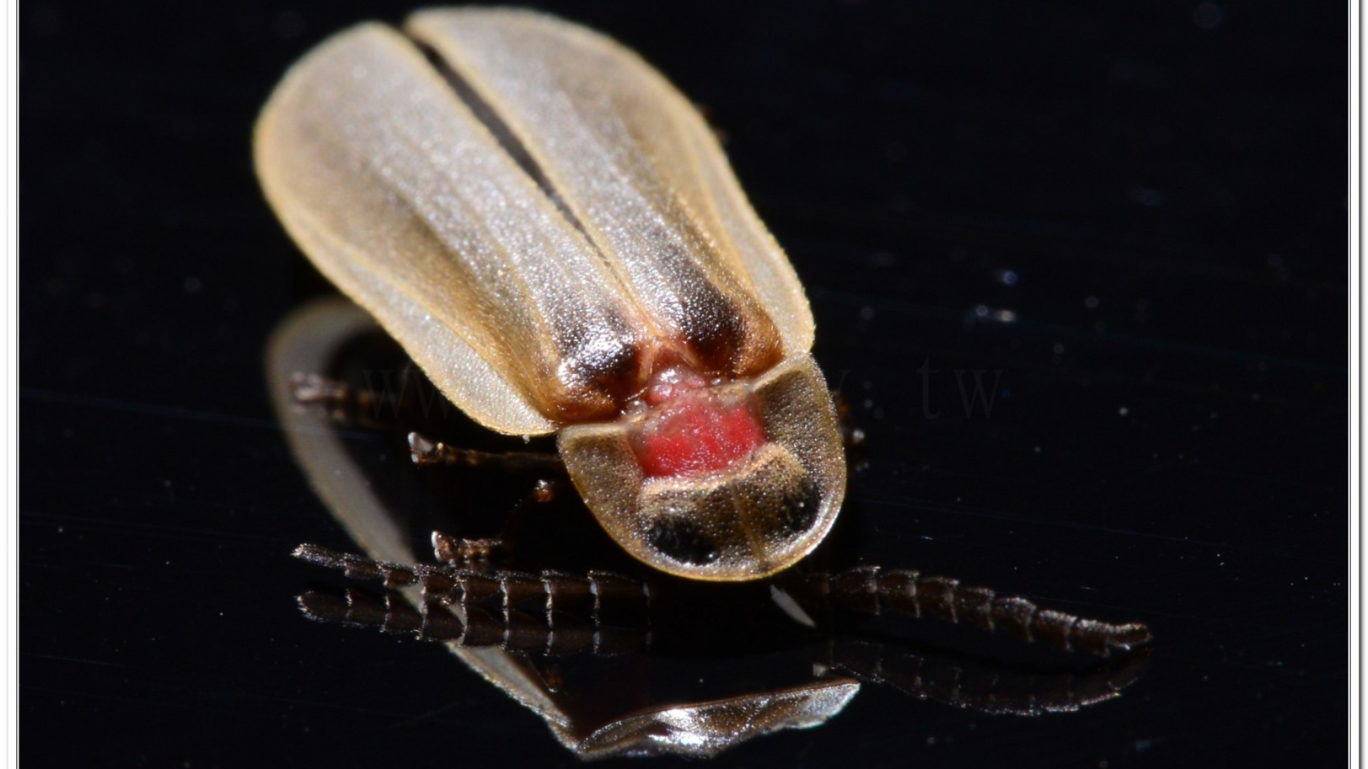 鋸角雪螢(Diaphanes lampyroides Olivier 1891)