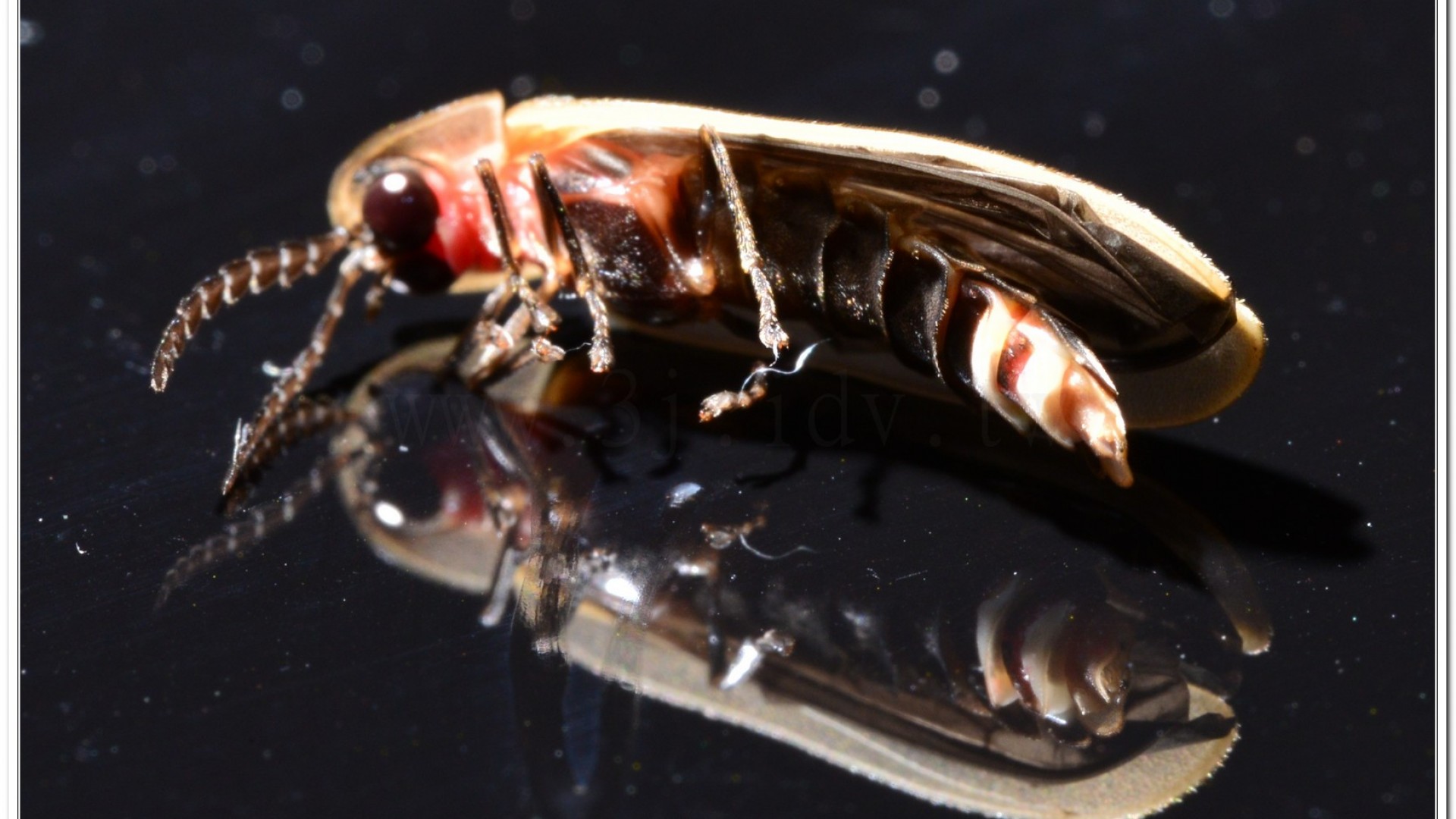 鋸角雪螢(Diaphanes lampyroides Olivier 1891)