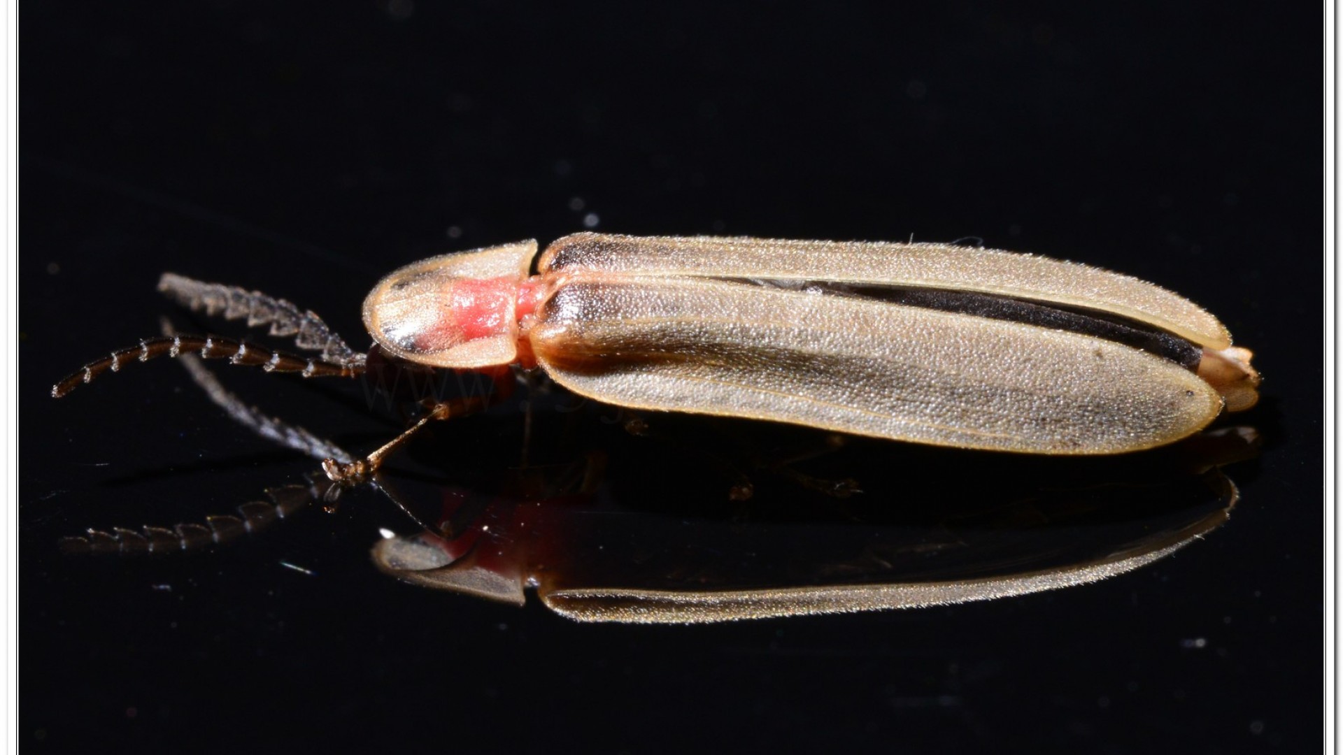 鋸角雪螢(Diaphanes lampyroides Olivier 1891)